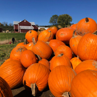 Fall Fun & Pumpkin Pickin